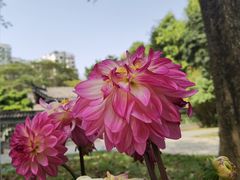 -深圳国际园林花卉博览园