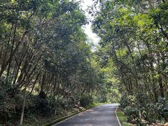 -广州白江湖森林公园