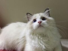 -宠爱多约克夏马尔济斯泰迪小型犬专卖