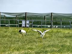 -盐城丹顶鹤湿地生态旅游区