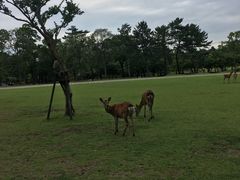 -奈良公园