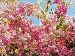 -深圳国际园林花卉博览园