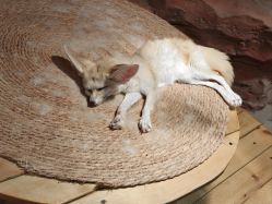 -Zoolung Zoolung动物主题公园(海信广场店)