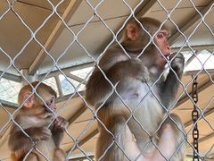 -西霞口神雕山野生动物世界