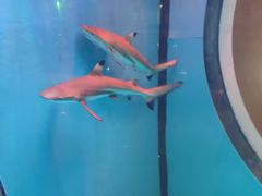 景点-上海欢乐谷