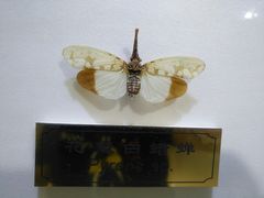 -上海昆虫博物馆