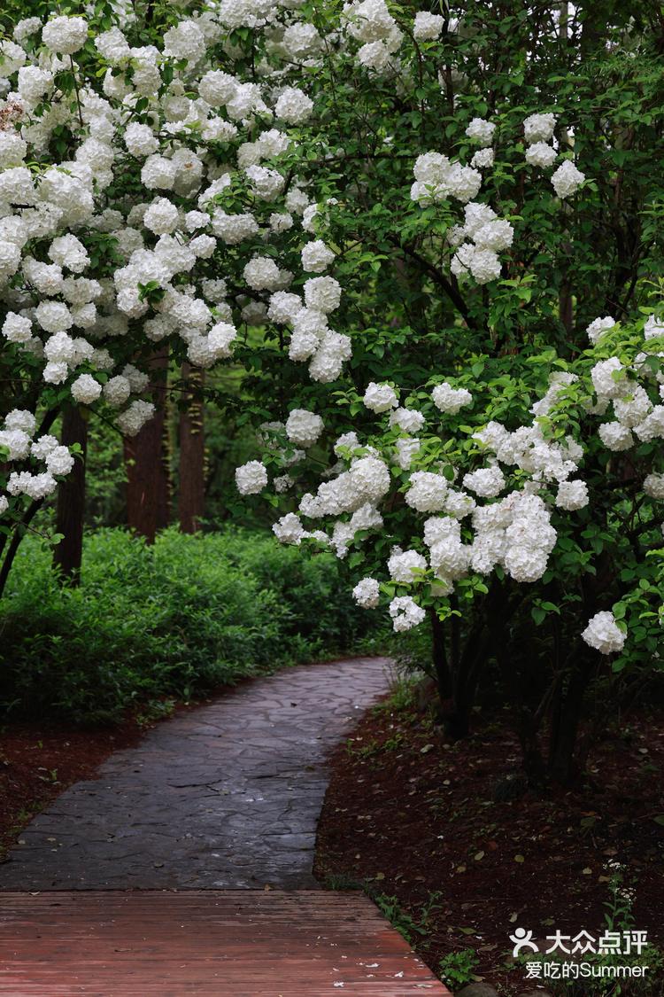 共青森林公园的木绣球开了