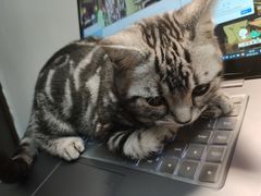 -瑞派动物医院·绝育·犬猫全科·预防医学(光景江南中店)