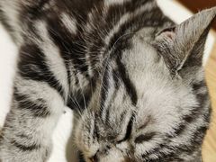 -藏猫猫咖啡主题馆(中央大道店)