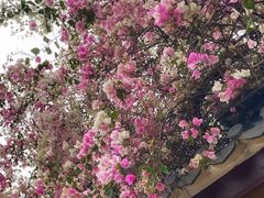 -深圳国际园林花卉博览园