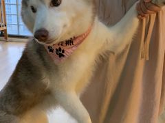 -Husky Go! 哈士奇体验馆·宠物咖啡厅狗咖