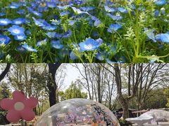 -上海共青森林公园