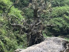-三峡人家风景区