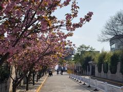 -嘉定紫藤园