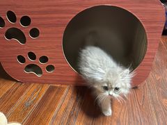 -东方名猫馆·英短金渐层布偶猫舍(环线广场1号楼店)