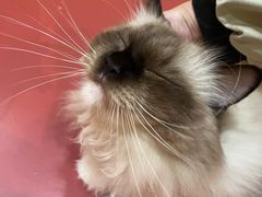 -和它·交个朋友·狗咖猫咖(爱琴海店)