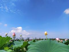 -武汉紫薇都市田园