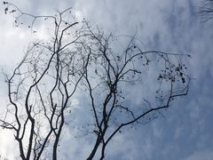 -千岛湖城中湖游船码头