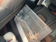 -瑞派·关忠动物医院·异宠专科·犬猫肿瘤·皮肤专科(望京店)