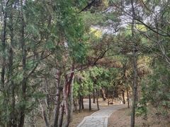 -金龙寺国家森林公园