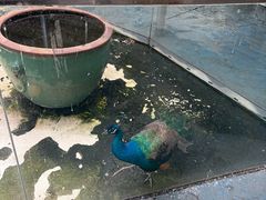 -芜湖新华联大白鲸海洋公园