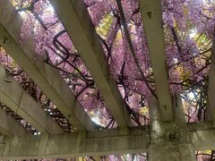 -花溪公园