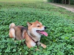 -金海椒罐罐鲢鱼(东方桂苑店)