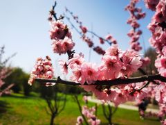 -上海共青森林公园
