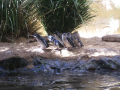 -悉尼海洋生物水族馆