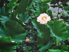 -荷塘月色湿地公园·向阳花洲