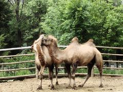 -青藏高原野生动物园