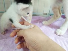 -瑞鹏宠物医院·骨科·猫科·内科(第一中心)
