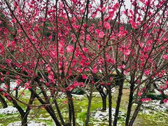 -香雪海
