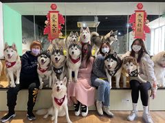 -Husky Go! 哈士奇体验馆·宠物咖啡厅狗咖