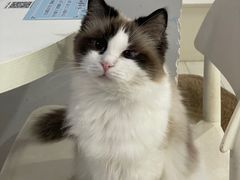 -喵的天空名猫咖啡馆·撸猫·猫舍·用品