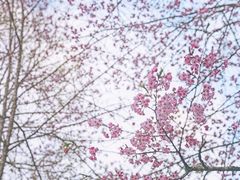 -阿里山神木遗迹