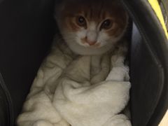 -乐派堂宠物医院·猫友好· 心脏科(东街店)
