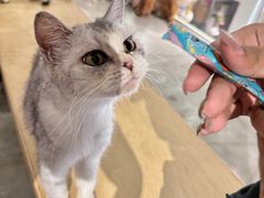 -more than meow吴止猫主题餐厅(承德 中船汇店)