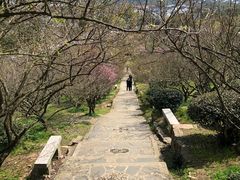 -香雪海