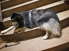 -more than meow吴止猫主题餐厅(承德 中船汇店)