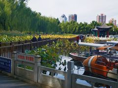 -莲花池公园