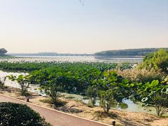 -丁香湖公园