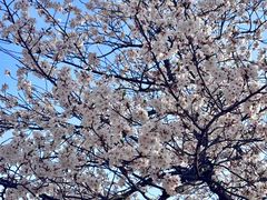 -高东镇樱花园