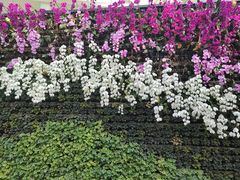 -石家庄市植物园