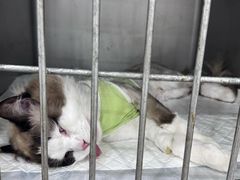 -派特宠物医院(圆融广场店)