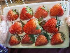 -建德果蔬乐园绪塘草莓基地