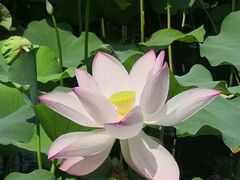 -上海滨江森林公园