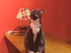 -猫色咖啡·猫咖