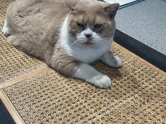 -伟伟宠物医院·CT影像中心·瑞派犬猫综合性门诊(汉口总院)