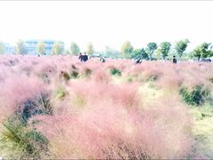 -映月湖中央公园